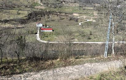 🌿 ORDU AYBASTI KÜÇÜKYAKA’DA DOĞAYLA İÇ İÇE 5.000 m² FINDIK BAHÇESİ 🌿