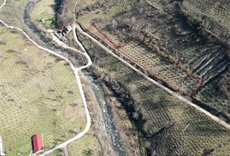 🌿 ORDU AYBASTI KÜÇÜKYAKA’DA DOĞAYLA İÇ İÇE 5.000 m² FINDIK BAHÇESİ 🌿 - 2 - 32324