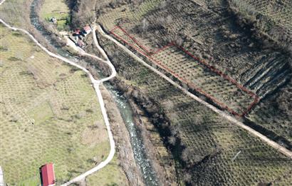 🌿 ORDU AYBASTI KÜÇÜKYAKA’DA DOĞAYLA İÇ İÇE 5.000 m² FINDIK BAHÇESİ 🌿