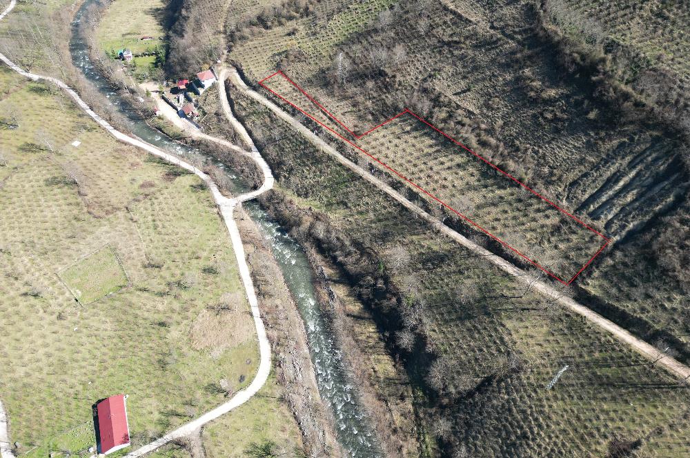 🌿 ORDU AYBASTI KÜÇÜKYAKA’DA DOĞAYLA İÇ İÇE 5.000 m² FINDIK BAHÇESİ 🌿