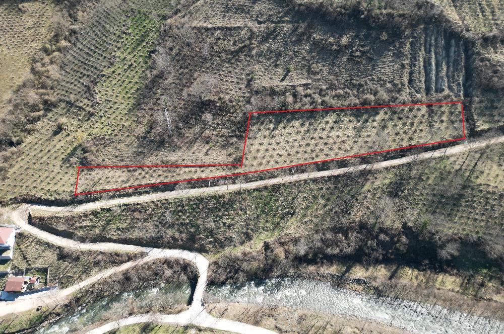 🌿 ORDU AYBASTI KÜÇÜKYAKA’DA DOĞAYLA İÇ İÇE 5.000 m² FINDIK BAHÇESİ 🌿