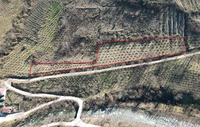 🌿 ORDU AYBASTI KÜÇÜKYAKA’DA DOĞAYLA İÇ İÇE 5.000 m² FINDIK BAHÇESİ 🌿