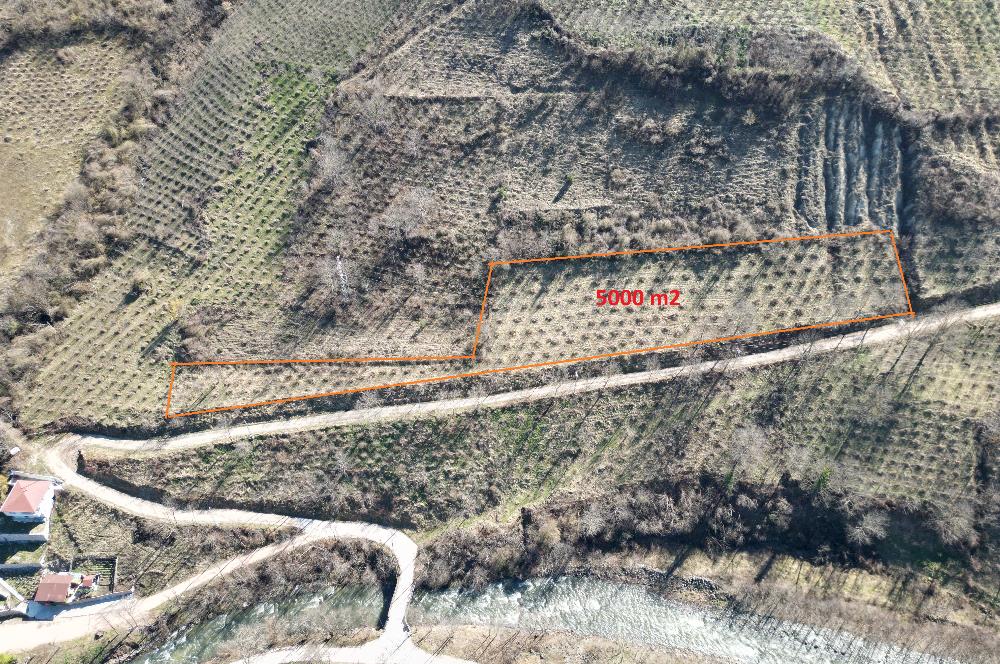 🌿 ORDU AYBASTI KÜÇÜKYAKA’DA DOĞAYLA İÇ İÇE 5.000 m² FINDIK BAHÇESİ 🌿