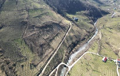🌿 ORDU AYBASTI KÜÇÜKYAKA’DA DOĞAYLA İÇ İÇE 5.000 m² FINDIK BAHÇESİ 🌿