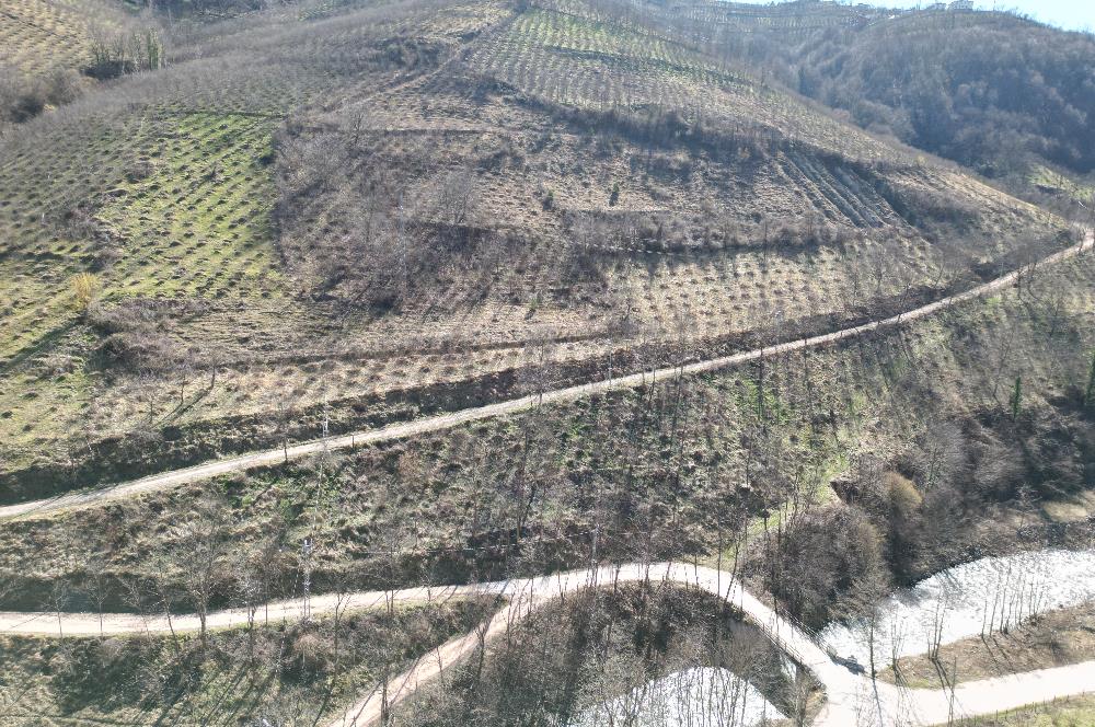 🌿 ORDU AYBASTI KÜÇÜKYAKA’DA DOĞAYLA İÇ İÇE 5.000 m² FINDIK BAHÇESİ 🌿