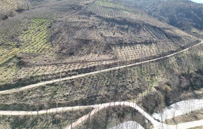 🌿 ORDU AYBASTI KÜÇÜKYAKA’DA DOĞAYLA İÇ İÇE 5.000 m² FINDIK BAHÇESİ 🌿