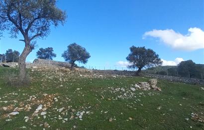 Bodrum Kızılağaç satılık arazi (Çiftlik,  yoga merkezi, özel yaşam alanına uygun)