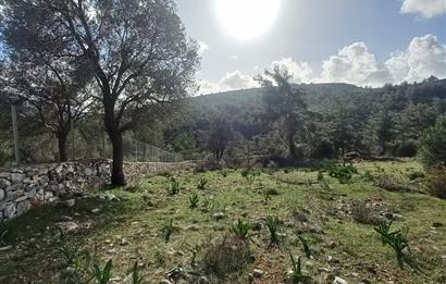 Bodrum Kızılağaç satılık arazi (Çiftlik,  yoga merkezi, özel yaşam alanına uygun)