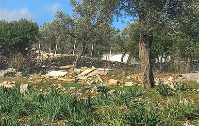 Bodrum Kızılağaç satılık arazi (Çiftlik,  yoga merkezi, özel yaşam alanına uygun)