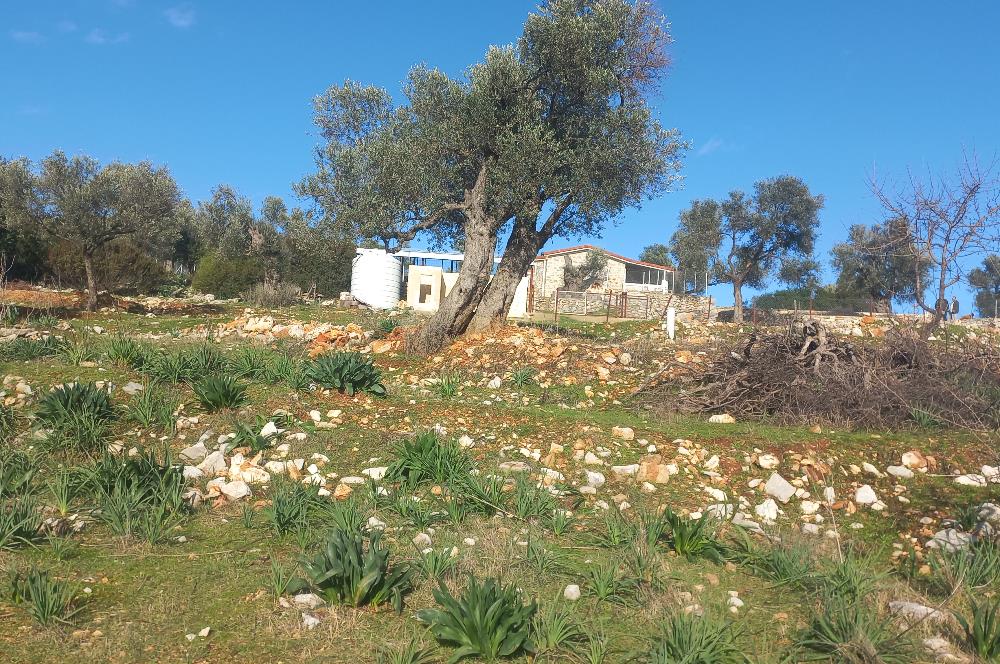 Bodrum Kızılağaç satılık arazi (Çiftlik,  yoga merkezi, özel yaşam alanına uygun)