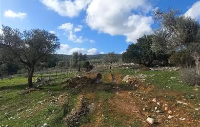 Bodrum Kızılağaç satılık arazi (Çiftlik,  yoga merkezi, özel yaşam alanına uygun)