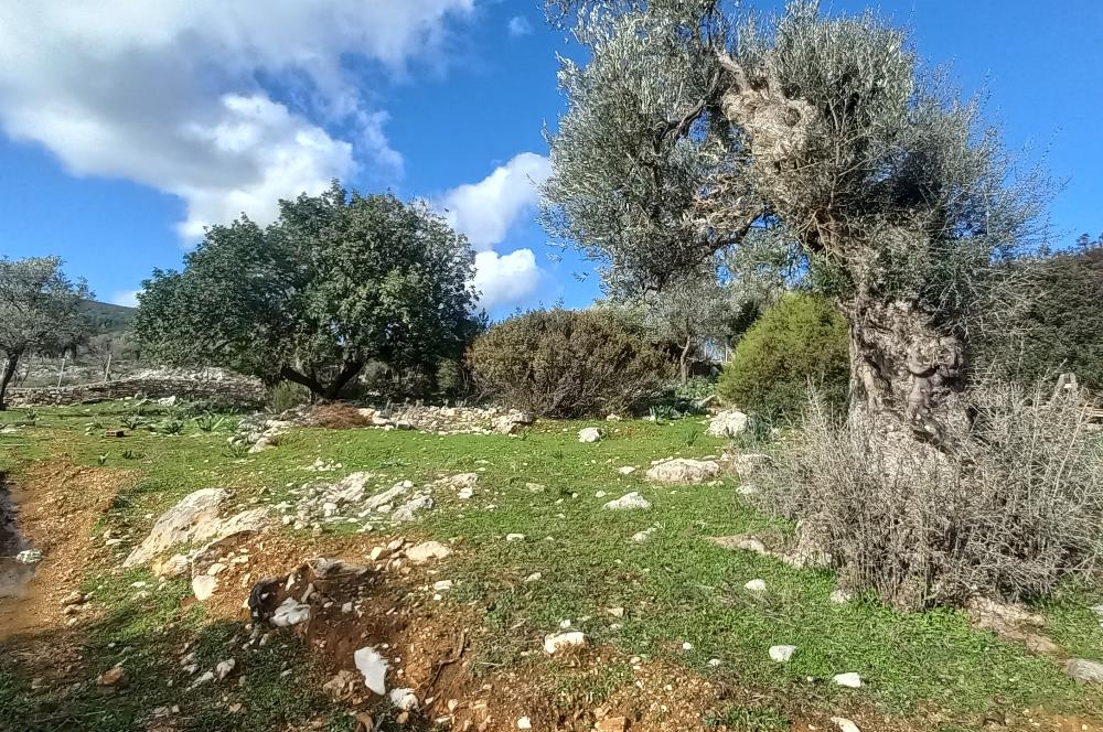 Bodrum Kızılağaç satılık arazi (Çiftlik,  yoga merkezi, özel yaşam alanına uygun)