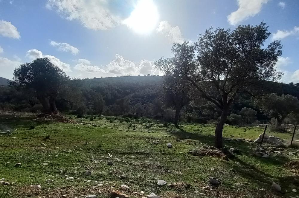 Bodrum Kızılağaç satılık arazi (Çiftlik,  yoga merkezi, özel yaşam alanına uygun)