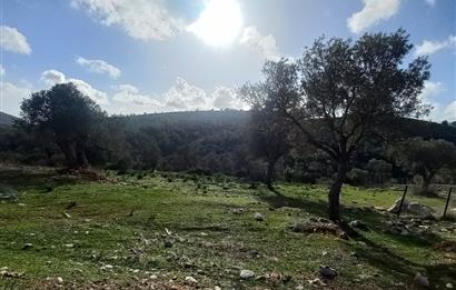 Bodrum Kızılağaç satılık arazi (Çiftlik,  yoga merkezi, özel yaşam alanına uygun)