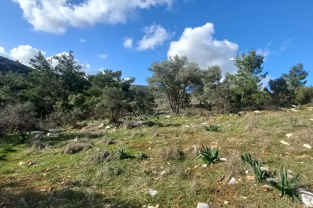 Bodrum Kızılağaç satılık arazi (Çiftlik,  yoga merkezi, özel yaşam alanına uygun)