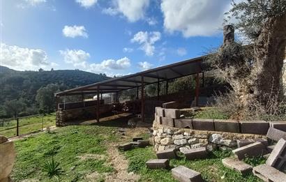 Bodrum Kızılağaç satılık arazi (Çiftlik,  yoga merkezi, özel yaşam alanına uygun)