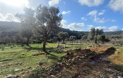 Bodrum Kızılağaç satılık arazi (Çiftlik,  yoga merkezi, özel yaşam alanına uygun)