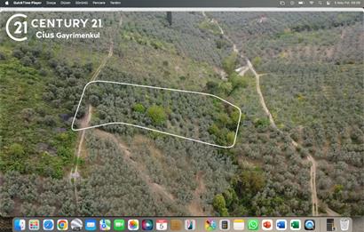 C21 Cius ; K.Kumla Mah.de Deniz Manzaralı Satılık Zeytinlik