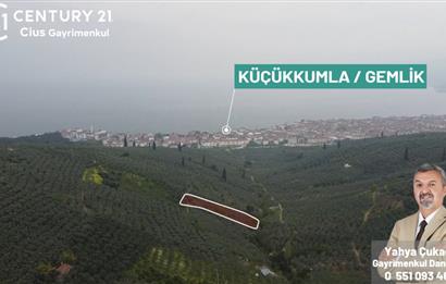 C21 Cius ; K.Kumla Mah.de Deniz Manzaralı Satılık Zeytinlik