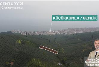 C21 Cius ; K.Kumla Mah.de Deniz Manzaralı Satılık Zeytinlik - 3 - 32624