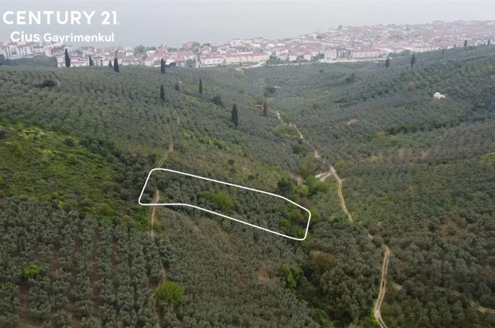 C21 Cius ; K.Kumla Mah.de Deniz Manzaralı Satılık Zeytinlik