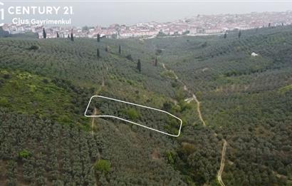 C21 Cius ; K.Kumla Mah.de Deniz Manzaralı Satılık Zeytinlik