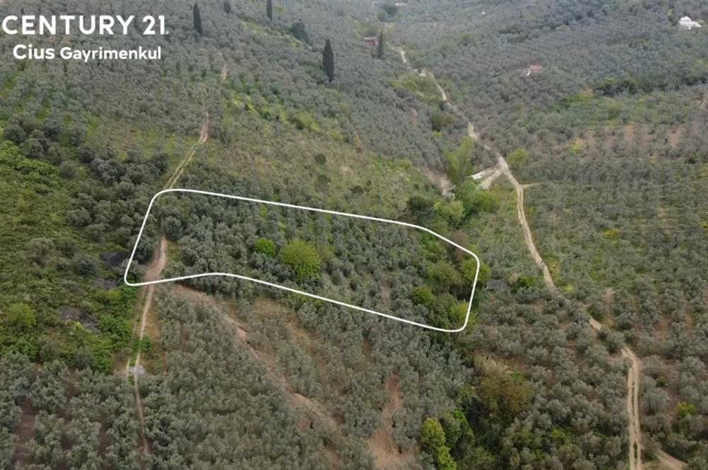 C21 Cius ; K.Kumla Mah.de Deniz Manzaralı Satılık Zeytinlik