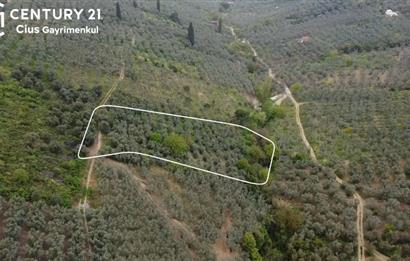 C21 Cius ; K.Kumla Mah.de Deniz Manzaralı Satılık Zeytinlik