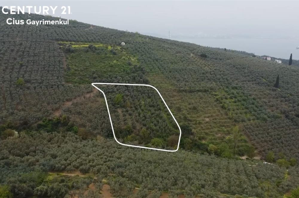 C21 Cius ; K.Kumla Mah.de Deniz Manzaralı Satılık Zeytinlik