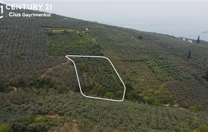 C21 Cius ; K.Kumla Mah.de Deniz Manzaralı Satılık Zeytinlik