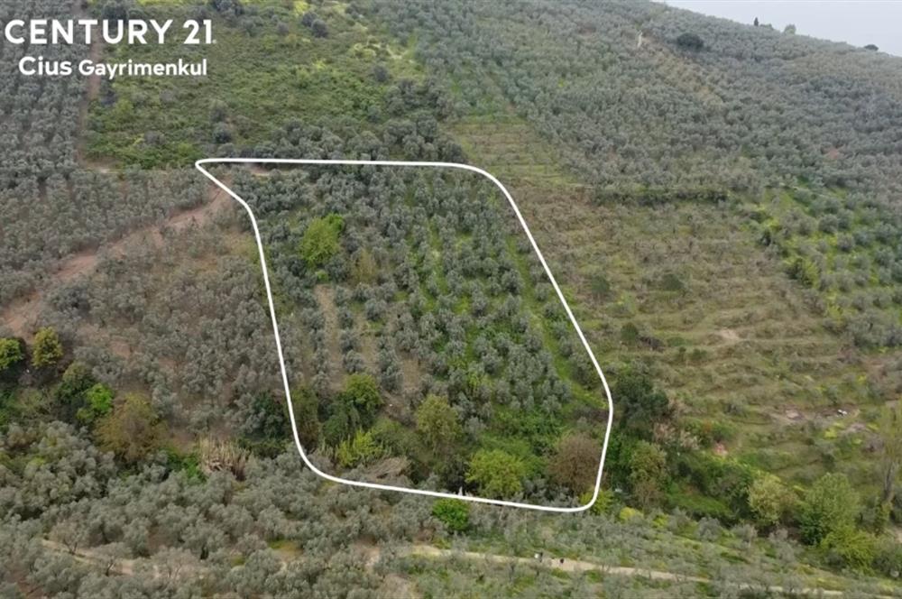 C21 Cius ; K.Kumla Mah.de Deniz Manzaralı Satılık Zeytinlik