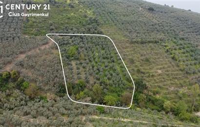 C21 Cius ; K.Kumla Mah.de Deniz Manzaralı Satılık Zeytinlik