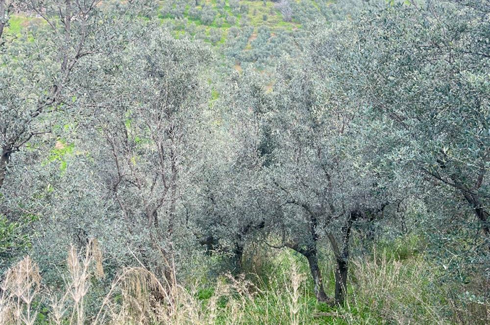 C21 Cius ; K.Kumla Mah.de Deniz Manzaralı Satılık Zeytinlik