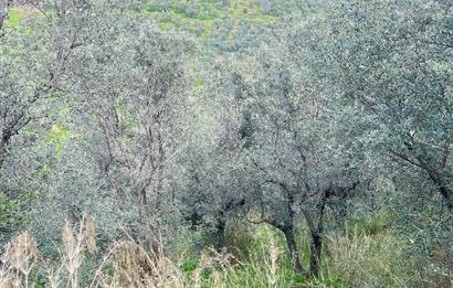 C21 Cius ; K.Kumla Mah.de Deniz Manzaralı Satılık Zeytinlik