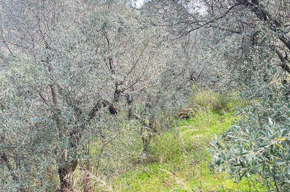 C21 Cius ; K.Kumla Mah.de Deniz Manzaralı Satılık Zeytinlik