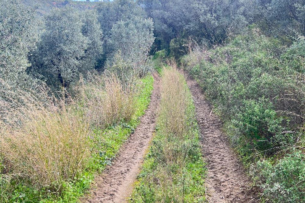 C21 Cius ; K.Kumla Mah.de Deniz Manzaralı Satılık Zeytinlik
