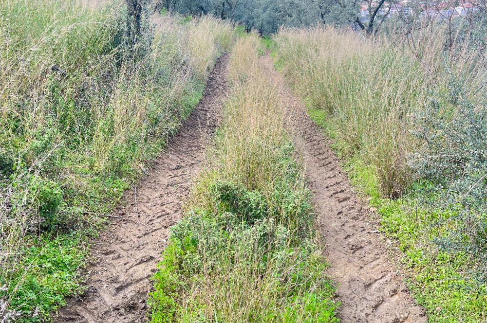 C21 Cius ; K.Kumla Mah.de Deniz Manzaralı Satılık Zeytinlik