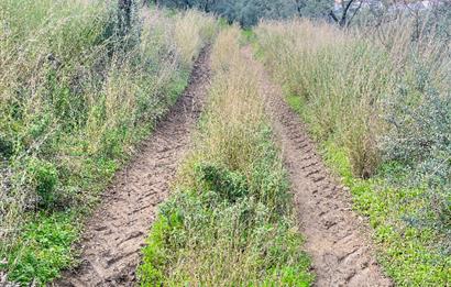 C21 Cius ; K.Kumla Mah.de Deniz Manzaralı Satılık Zeytinlik