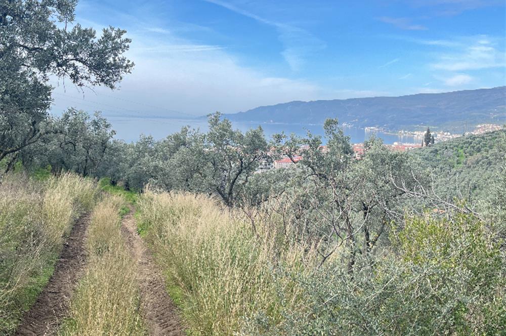 C21 Cius ; K.Kumla Mah.de Deniz Manzaralı Satılık Zeytinlik