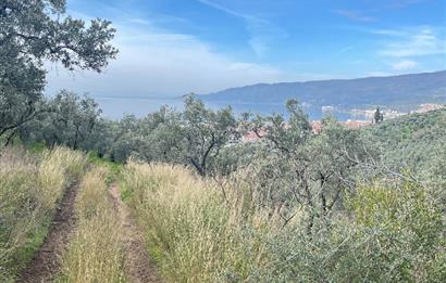 C21 Cius ; K.Kumla Mah.de Deniz Manzaralı Satılık Zeytinlik