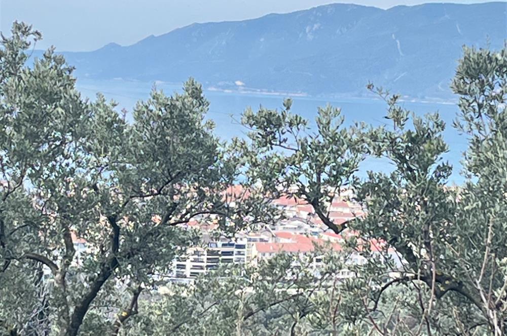 C21 Cius ; K.Kumla Mah.de Deniz Manzaralı Satılık Zeytinlik