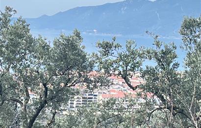 C21 Cius ; K.Kumla Mah.de Deniz Manzaralı Satılık Zeytinlik