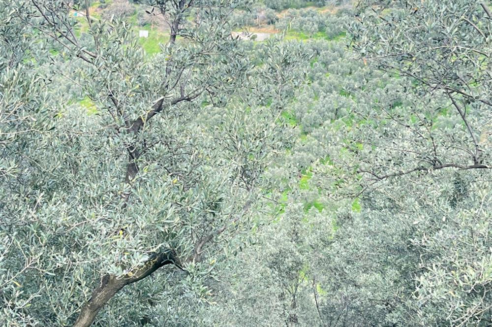 C21 Cius ; K.Kumla Mah.de Deniz Manzaralı Satılık Zeytinlik