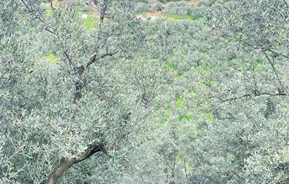 C21 Cius ; K.Kumla Mah.de Deniz Manzaralı Satılık Zeytinlik