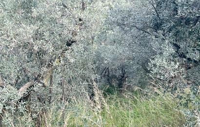 C21 Cius ; K.Kumla Mah.de Deniz Manzaralı Satılık Zeytinlik