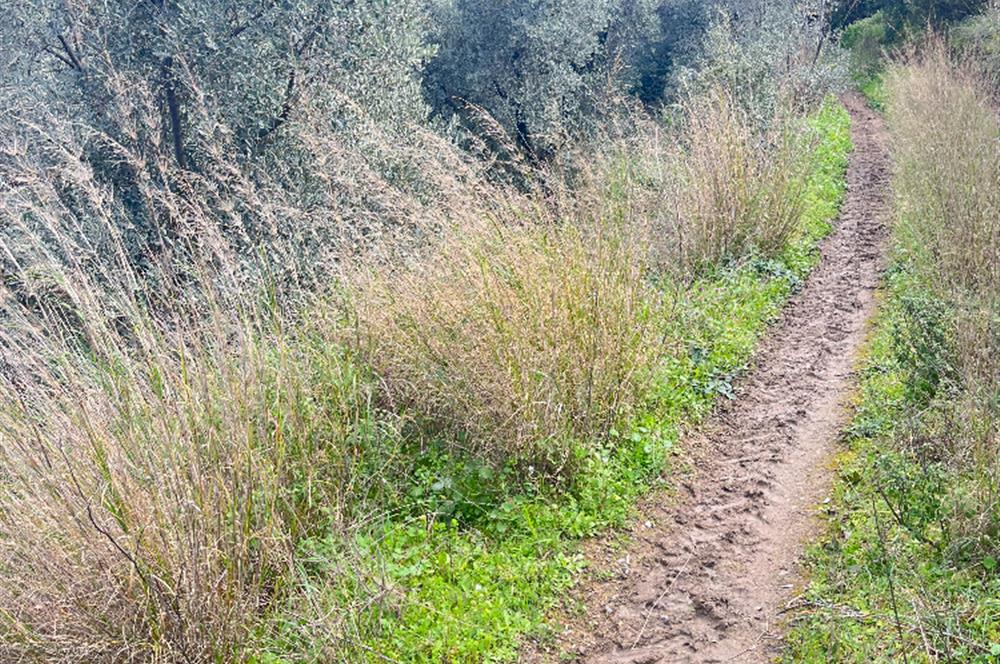 C21 Cius ; K.Kumla Mah.de Deniz Manzaralı Satılık Zeytinlik