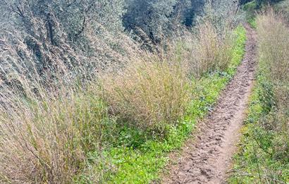 C21 Cius ; K.Kumla Mah.de Deniz Manzaralı Satılık Zeytinlik