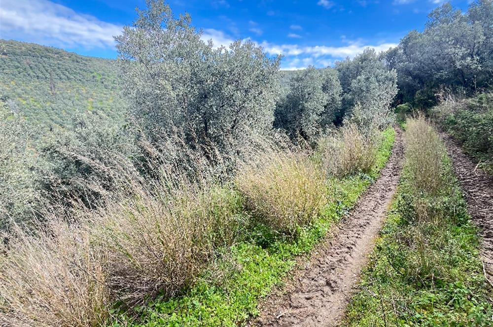 C21 Cius ; K.Kumla Mah.de Deniz Manzaralı Satılık Zeytinlik