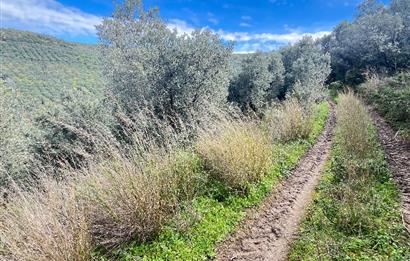 C21 Cius ; K.Kumla Mah.de Deniz Manzaralı Satılık Zeytinlik