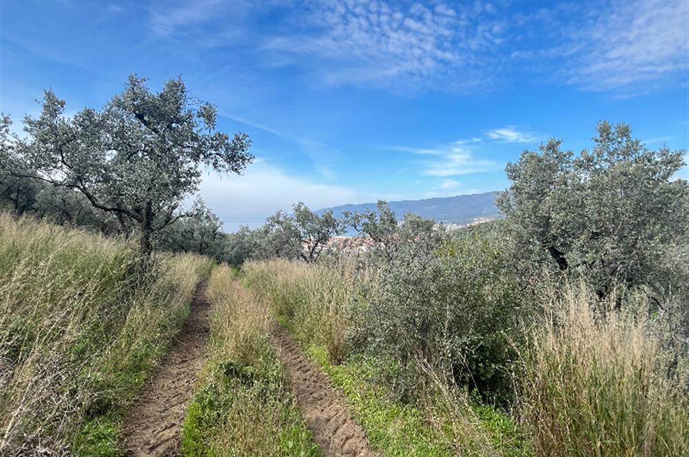 C21 Cius ; K.Kumla Mah.de Deniz Manzaralı Satılık Zeytinlik